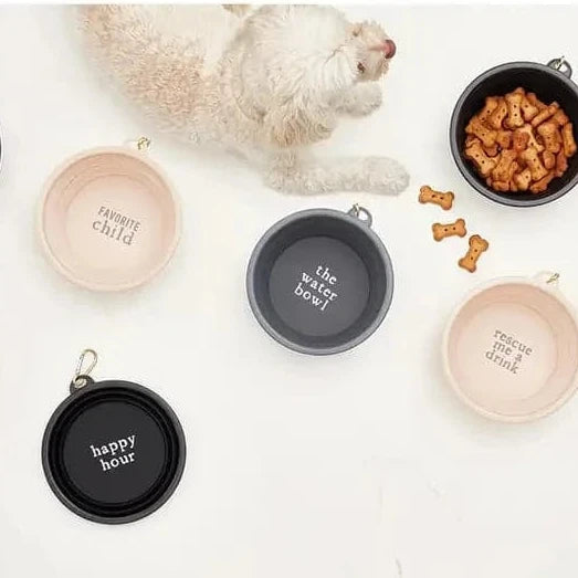 White dog Sitting with an assortment of collapsible dog bowls 